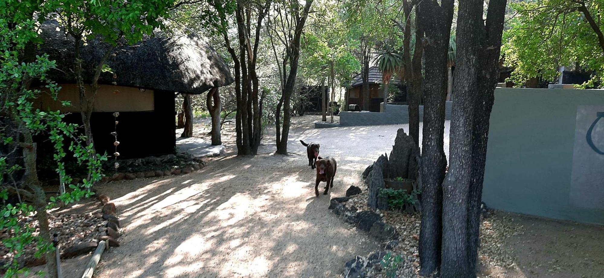 Off Beat Safaris Bush Lodge Hoedspruit Dış mekan fotoğraf